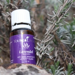 Lavendel